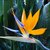 Strelitzia Reginae "FLOR DE PAJARO O AVE DE PARAISO"