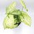 Syngonium Podophyllum White Buterfly "SINGONIUM BLANCO" -