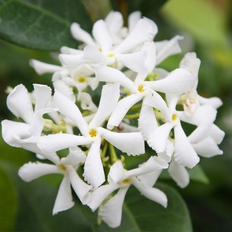 Trachelospermun Jazminoides "JAZMIN DE LECHE"