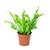 Asplenium Crispi Wave - M11 - comprar online