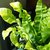 Asplenium Crispi Wave - M11 en internet