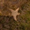 Pulsera estrella de mar