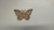 Mariposa B 15cm - comprar online