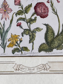 Grabado de botánica Siglo XVIII en internet