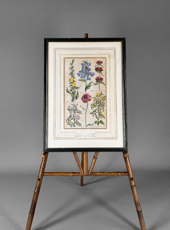 Grabado de botánica Siglo XVIII - tienda online