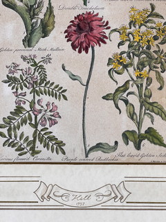 Imagen de Grabado de botánica Siglo XVIII