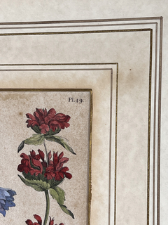 Grabado de botánica Siglo XVIII