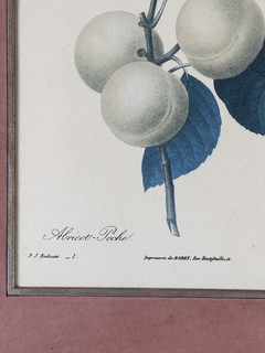 Grabado botánica Siglo XVIII - comprar online
