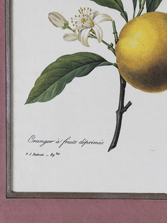 Imagen de Grabado botánica Siglo XVIII