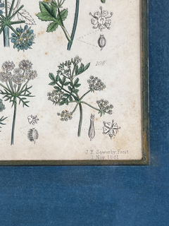 Grabado de botánica Siglo XVIII - comprar online