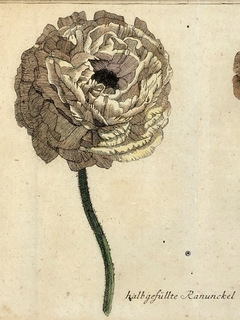 Grabado original Inglés Botánica siglo XIX - Mayflower
