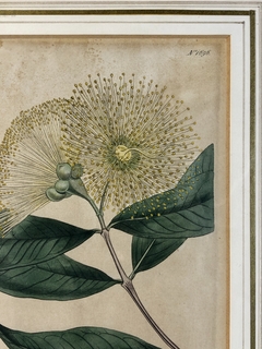 Grabado con flores Siglo XIX en internet
