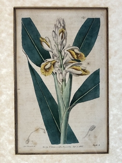 Grabado Inglés con flores Siglo XIX - Mayflower