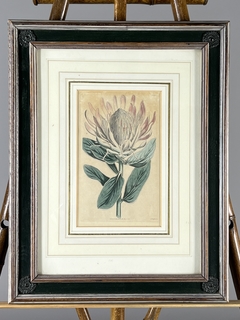 Grabado con flores Siglo XIX - Mayflower