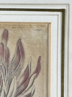 Grabado con flores Siglo XIX