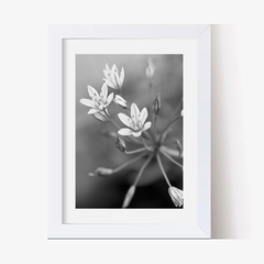 Flores Silvestres (BW) (GWA00026) - Genoveva Wallart