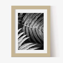 Helechos (BW) (GWA00072) - Genoveva Wallart