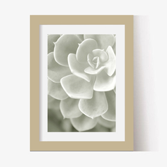 Suculenta Blanca (BW) (GWA00087) - Genoveva Wallart