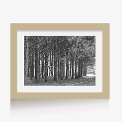 Arboleda (BW) (GWA00095) - Genoveva Wallart