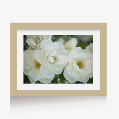 Rosas Blancas (C) (GWA00096) - comprar online