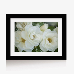 Rosas Blancas (C) (GWA00096) - Genoveva Wallart