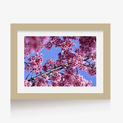 Sakura 1 (C) (GWA00099) - Genoveva Wallart