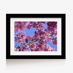 Sakura 1 (C) (GWA00099) - comprar online