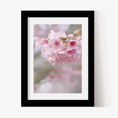 Sakura 3 (C) (GWA000101) - Genoveva Wallart