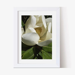 Magnolia cerrada (C) (GWA000105) - tienda online