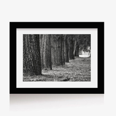 Túnel de Árboles (BW) (GWA00164) - comprar online