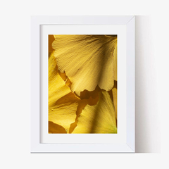 Hojas Ginkgo (C) (GWA00183) - Genoveva Wallart