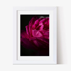 Rosa fuxia (C) (GWA00223) - Genoveva Wallart