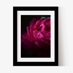 Rosa fuxia (C) (GWA00223) - comprar online