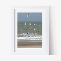 Gaviotas al vuelo (C) (GWA00233) - comprar online