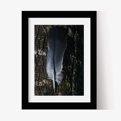 Pluma (C) (GWA00234) - Genoveva Wallart