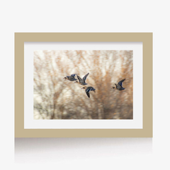 Vuelo de Patos (C) (GWA00256) - comprar online