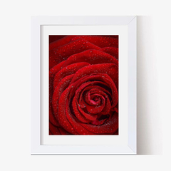 Rosa Roja (C) (GWA00010) - Genoveva Wallart