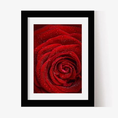 Rosa Roja (C) (GWA00010) - comprar online