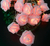 Guirnalda Luz Led Flores 10 Rosas con Tul  2 Metros  (2 pilas AA) - comprar online