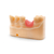 Resina 3D Dental Soft Pink - Olympic Dental