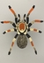 Lamina Bichos (Araña)