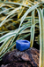 anillo piedra lapizlazuli