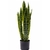 Sansevieria - comprar online