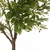 Arbol Olivo - comprar online