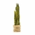 Sansevieria