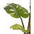 Monstera Deliciosa - comprar online