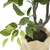 Ficus 230cm en internet