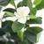 Ficus 60CM - comprar online