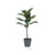 Rubber Plant 50CM - comprar online