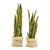 Sansevieria L